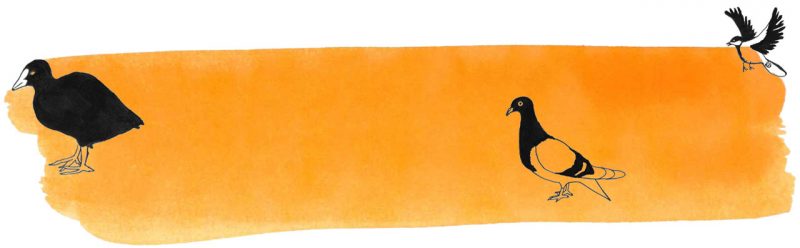 Illustratie door Jantien Baas: Kwie kwie kwie kwie kwie – Camilla Dreef & Liset Celie