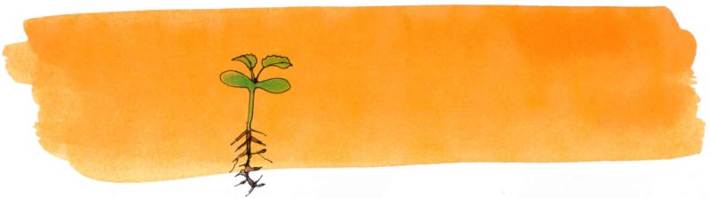 Illustratie door Jantien Baas: Een tuintje op je buik – Katharina van der Gathen & Anke Kuhl